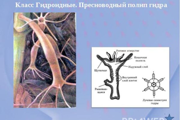 Кракен сайт в тор браузере